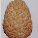 pine-cone-452