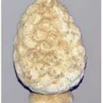 pine-cone-453