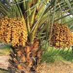 نشرة رقم نوفمبر 2025 المقال الثاني المنتجات الزراعية