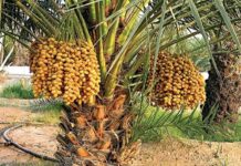 تريليون دولار عَجز الميزان التجاري الزراعي للعالم الإسلامي في 13 عام